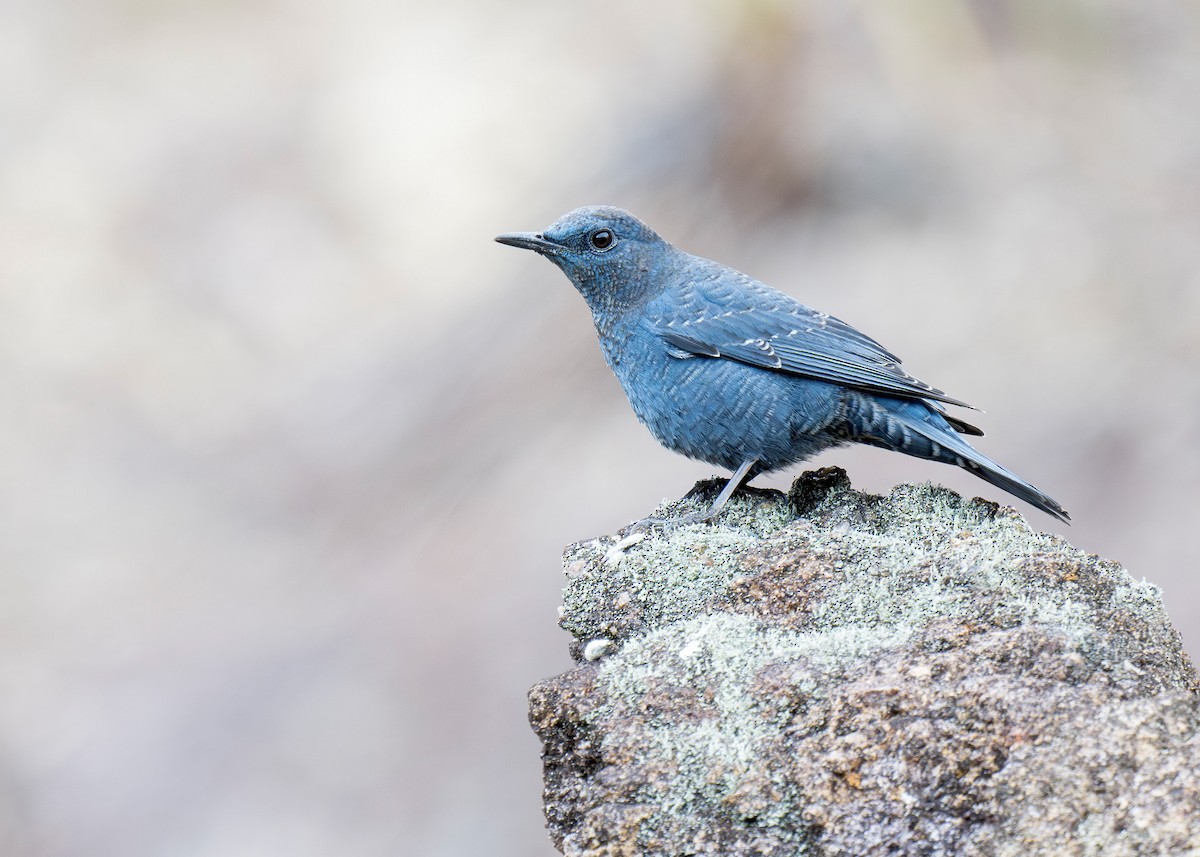 skalník modrý (ssp. pandoo) - ML636711828