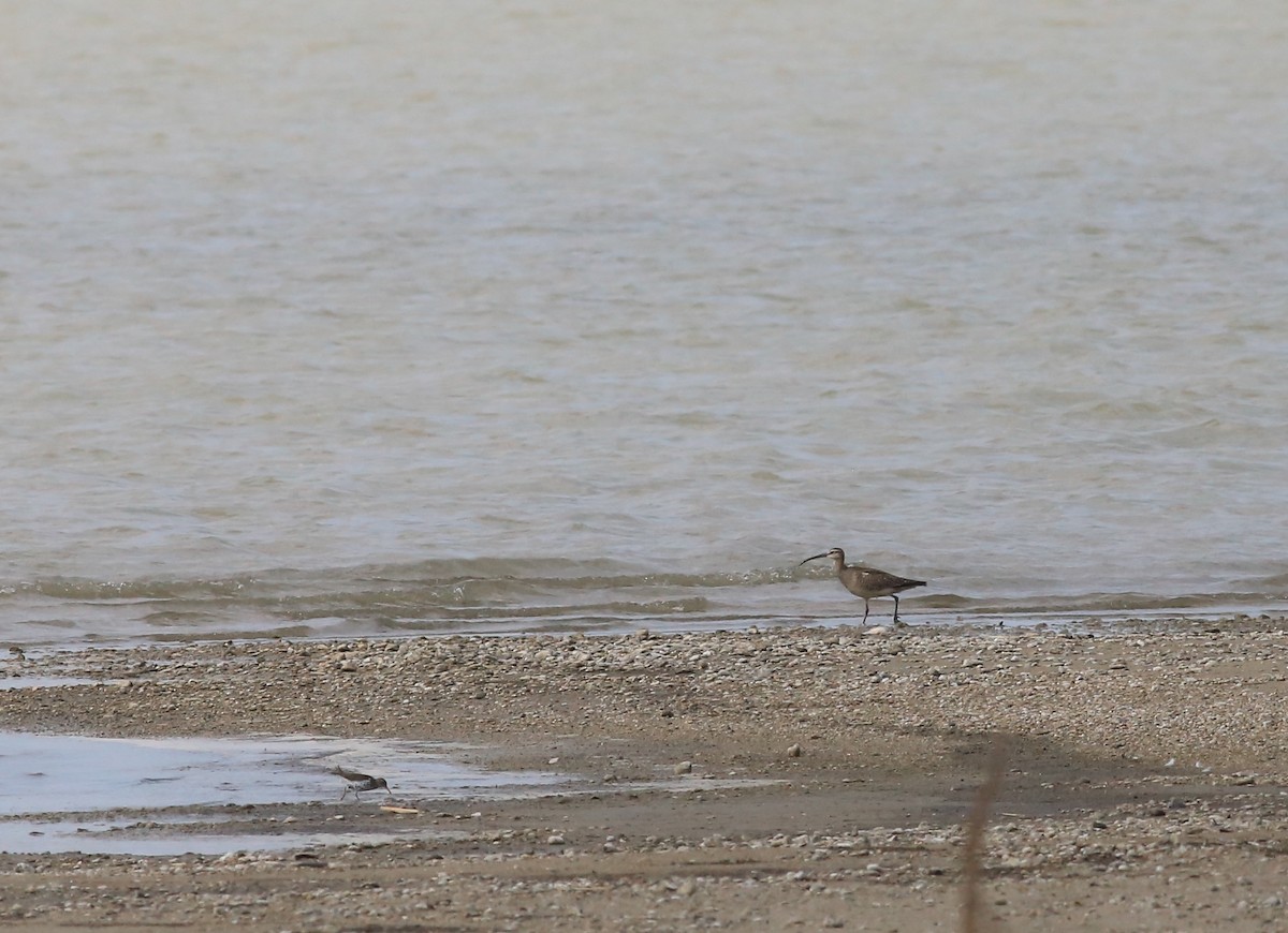 koliha hudsonská - ML636711863