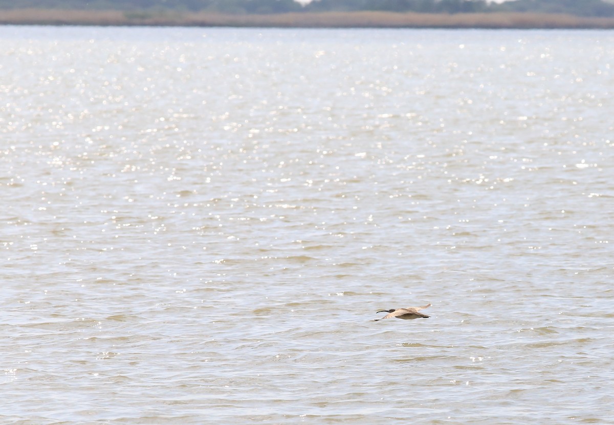 koliha hudsonská - ML636711864