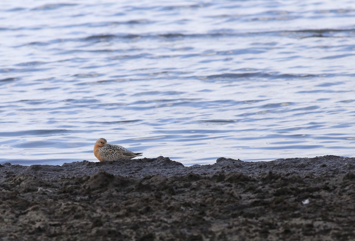 jespák rezavý - ML636711877