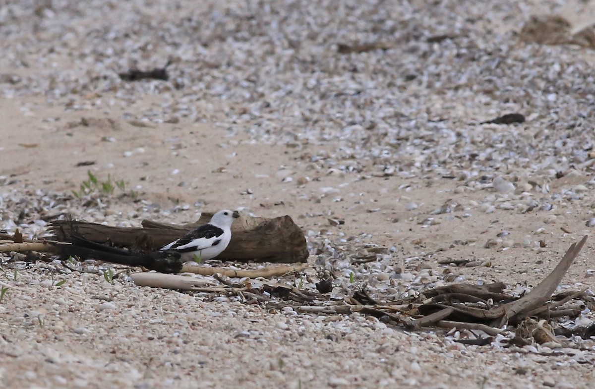 sněhule severní - ML636711891