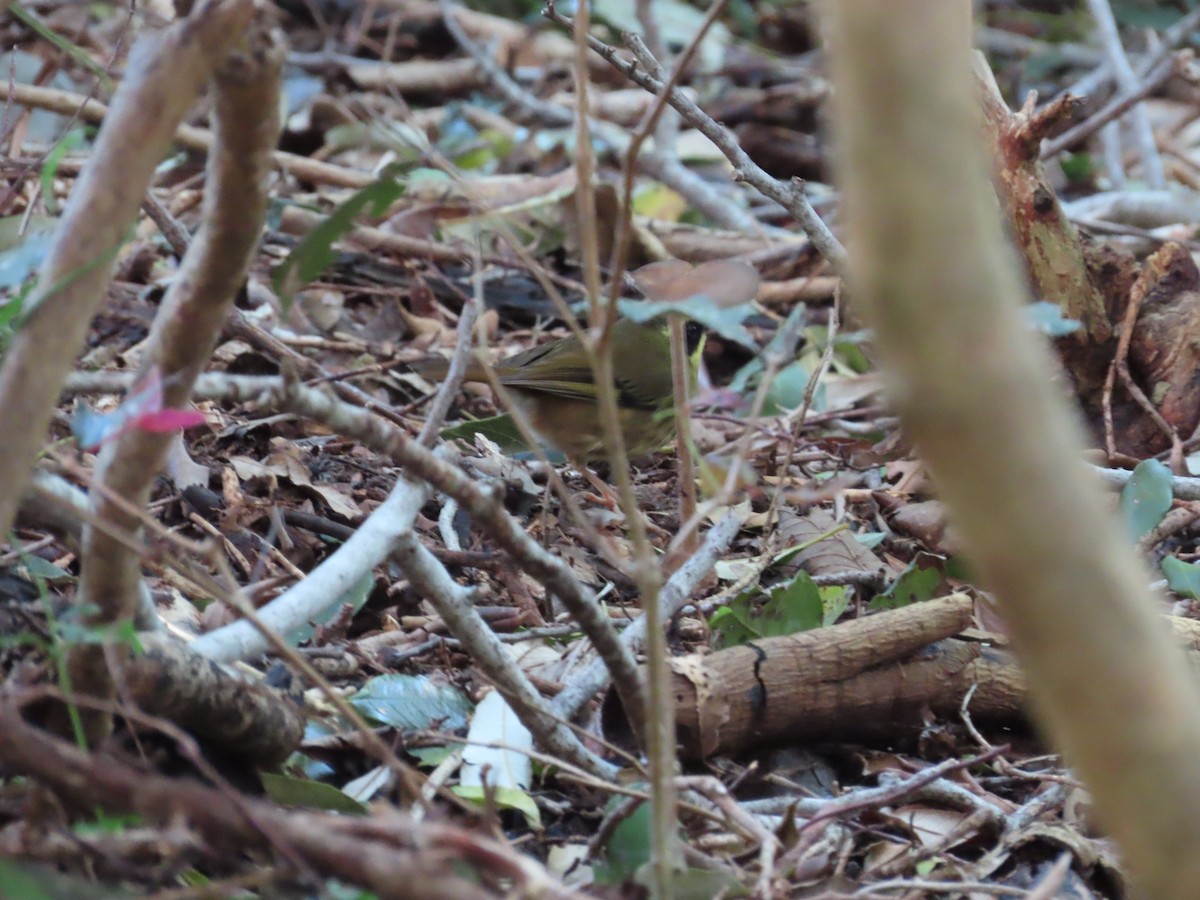 Yellow-throated Scrubwren - ML636711902
