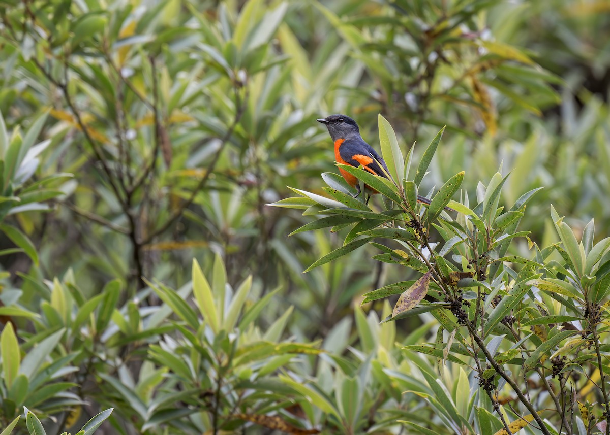 Minivet Gorjigrís (grupo solaris) - ML636711944