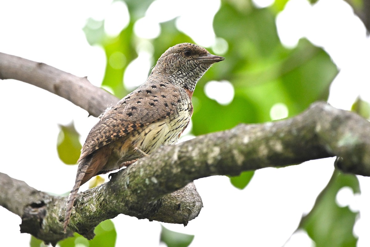 Red-throated Wryneck - ML636711955