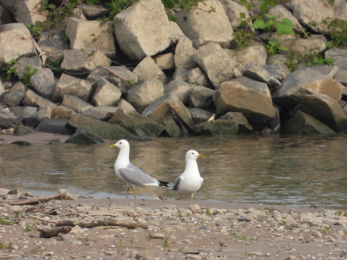 Common Gull - ML636712033