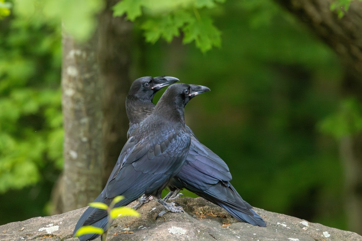 Common Raven - ML636712036