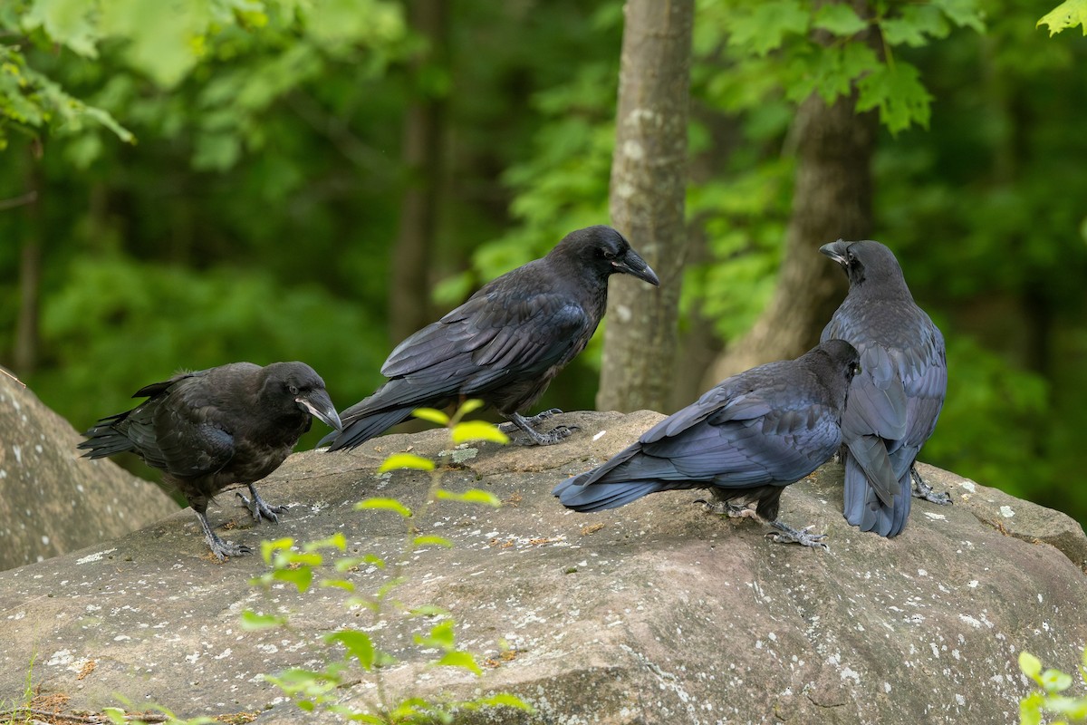 Common Raven - ML636712039