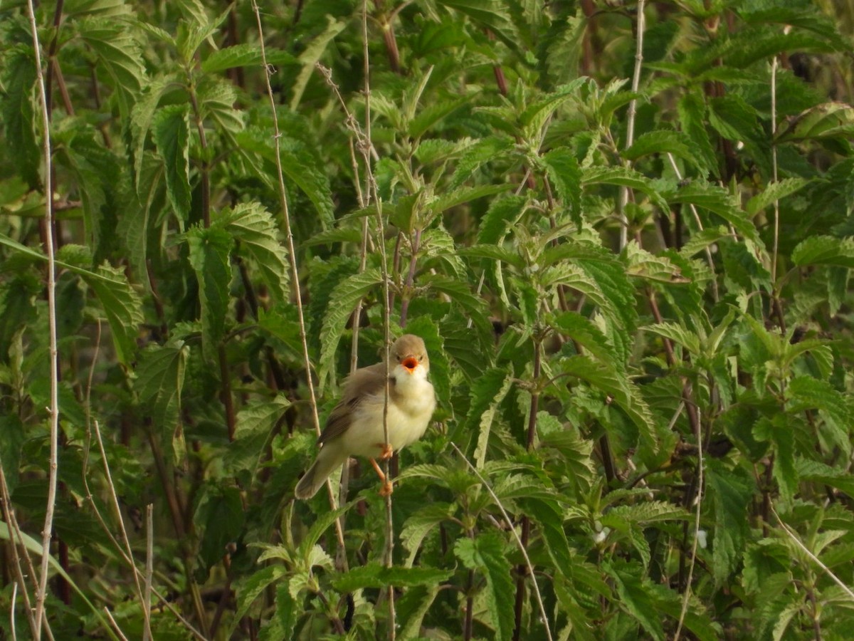 Marsh Warbler - ML636712050