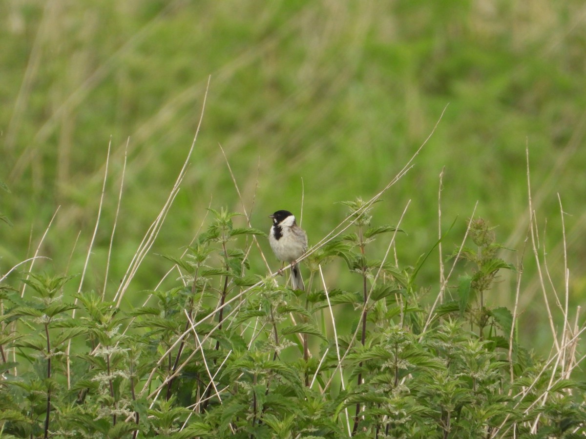 Reed Bunting - ML636712060