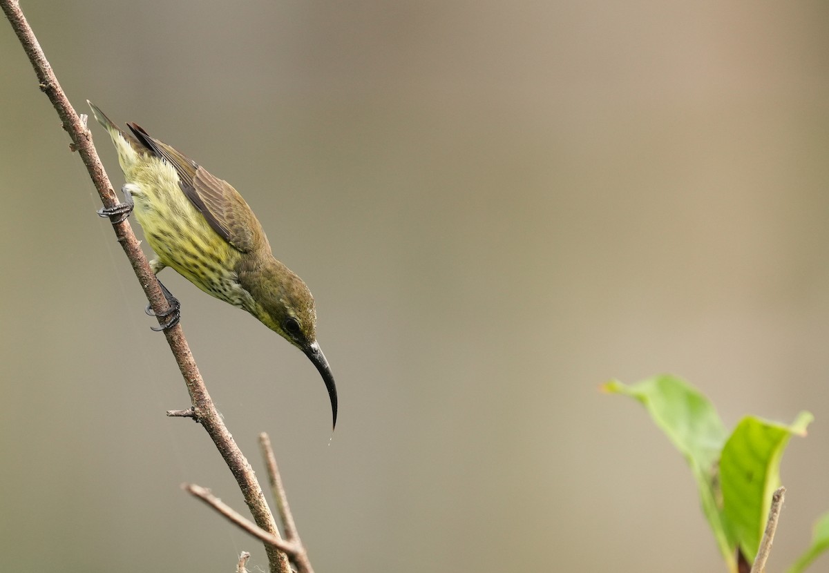 Johanna's Sunbird - ML636712077