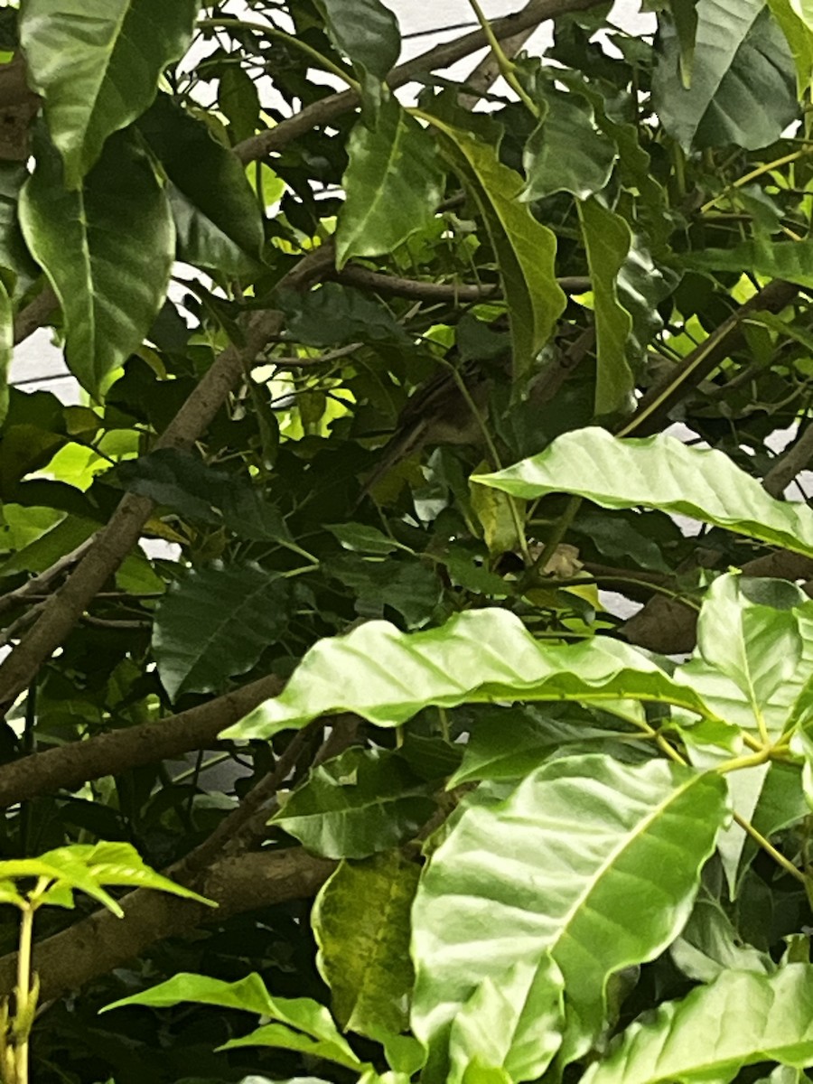 House Sparrow - ML636712108