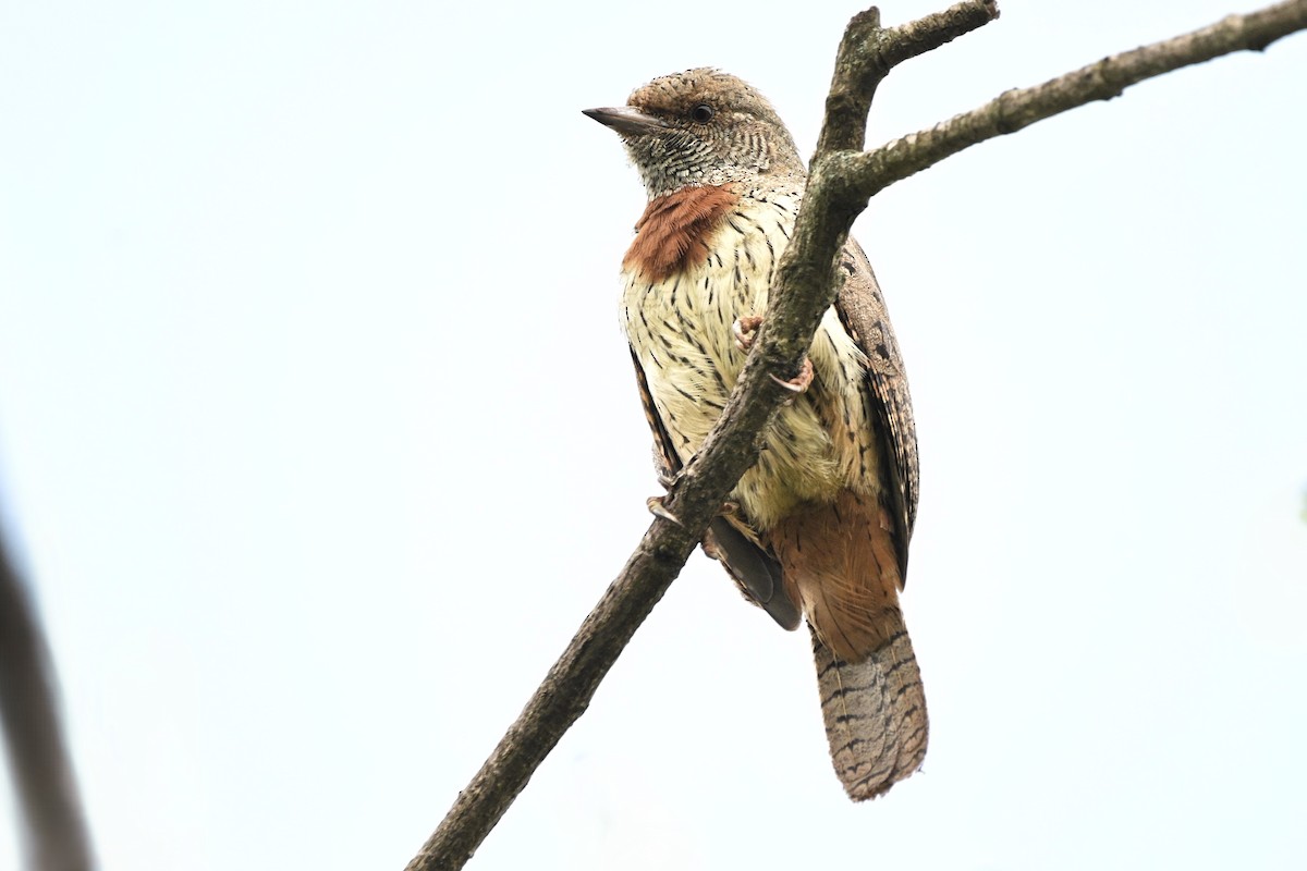 Red-throated Wryneck - ML636712126