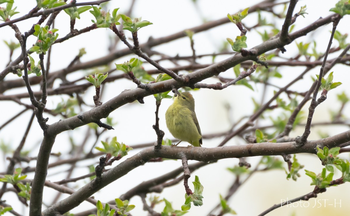 Orange-crowned Warbler - ML636712214