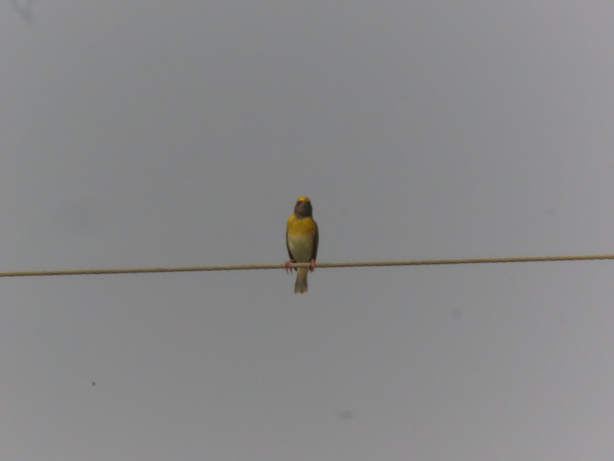 Baya Weaver - ML636712215