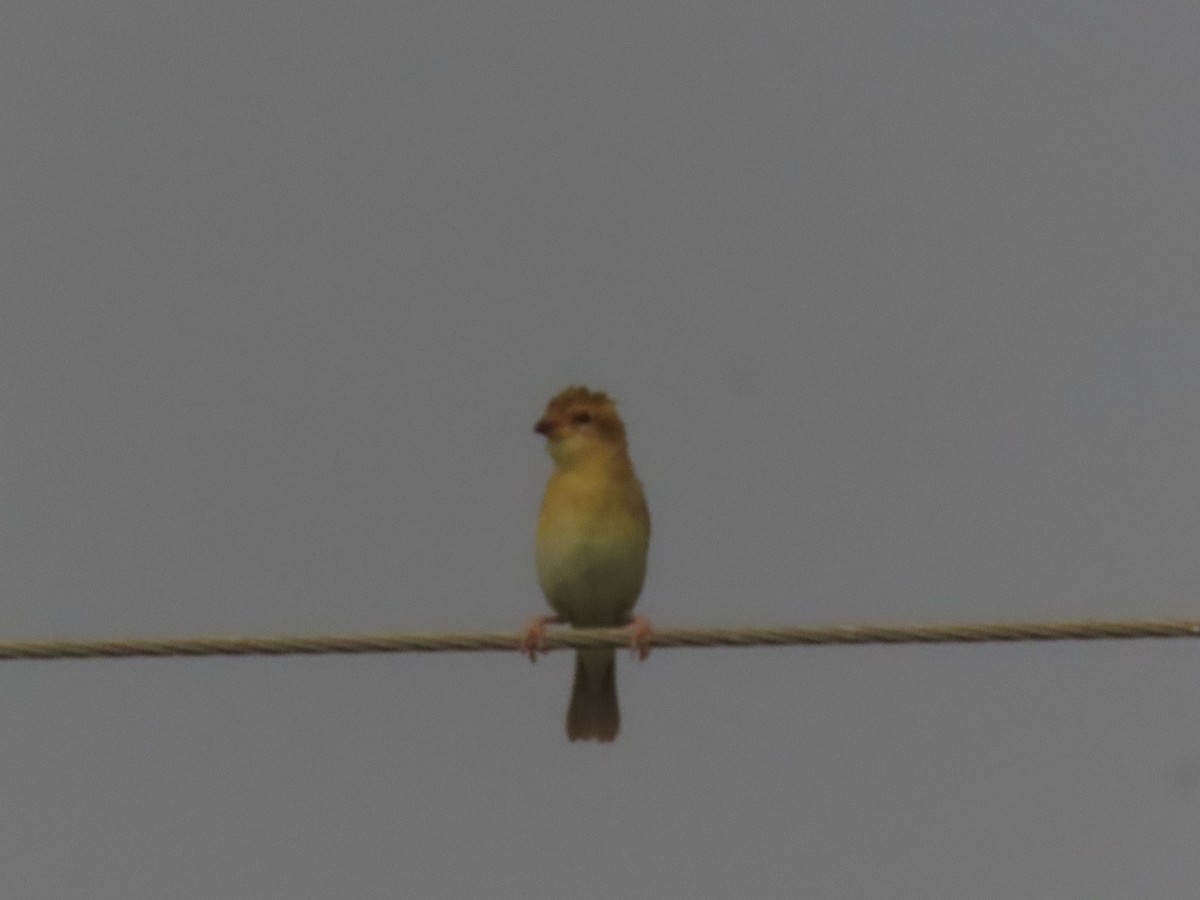 Baya Weaver - ML636712216