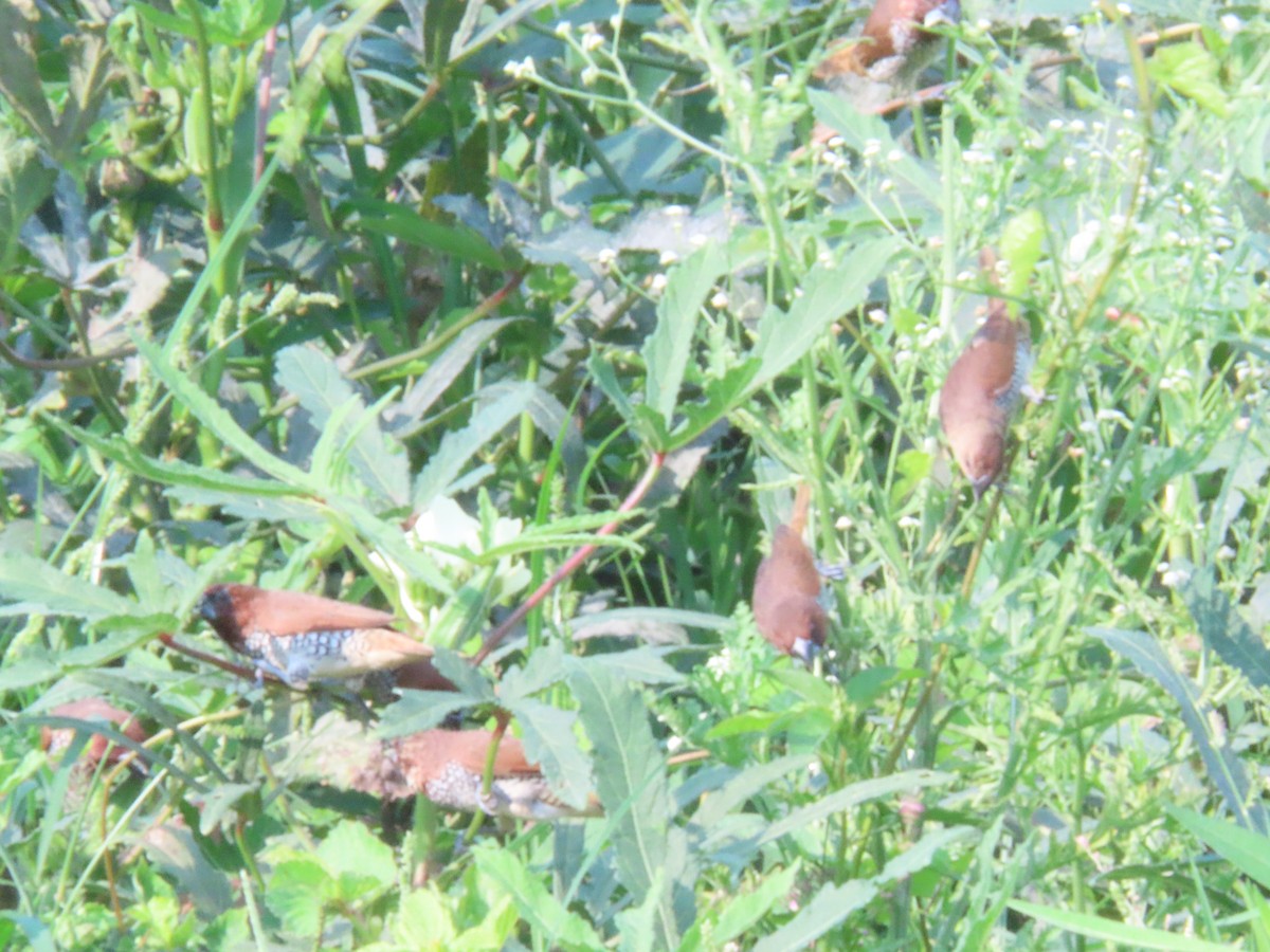 Scaly-breasted Munia - ML636712229