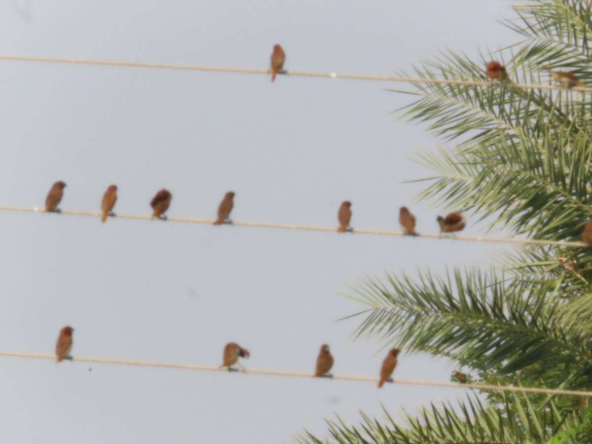 Scaly-breasted Munia - ML636712230