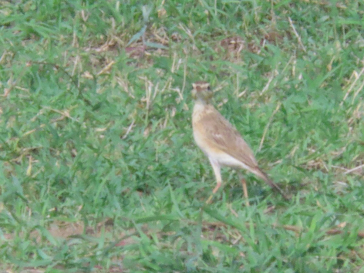 Paddyfield Pipit - ML636712236