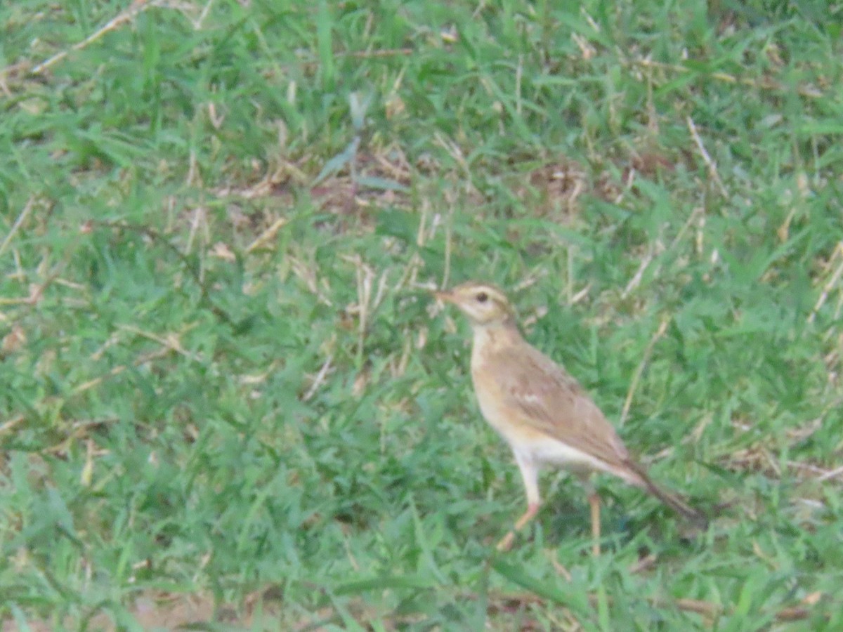 Paddyfield Pipit - ML636712237