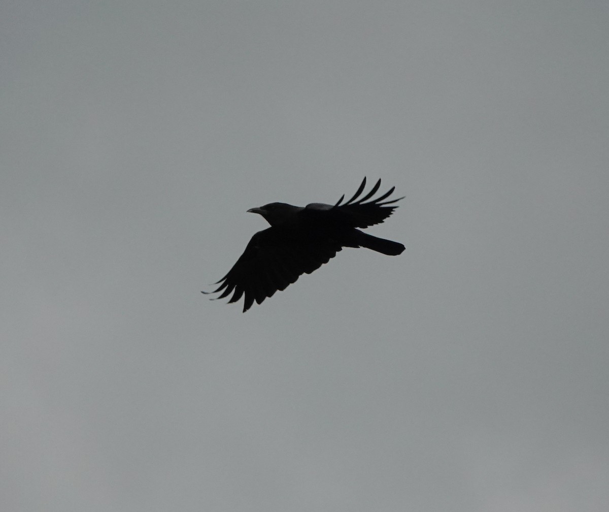Cape Crow - ML636712243