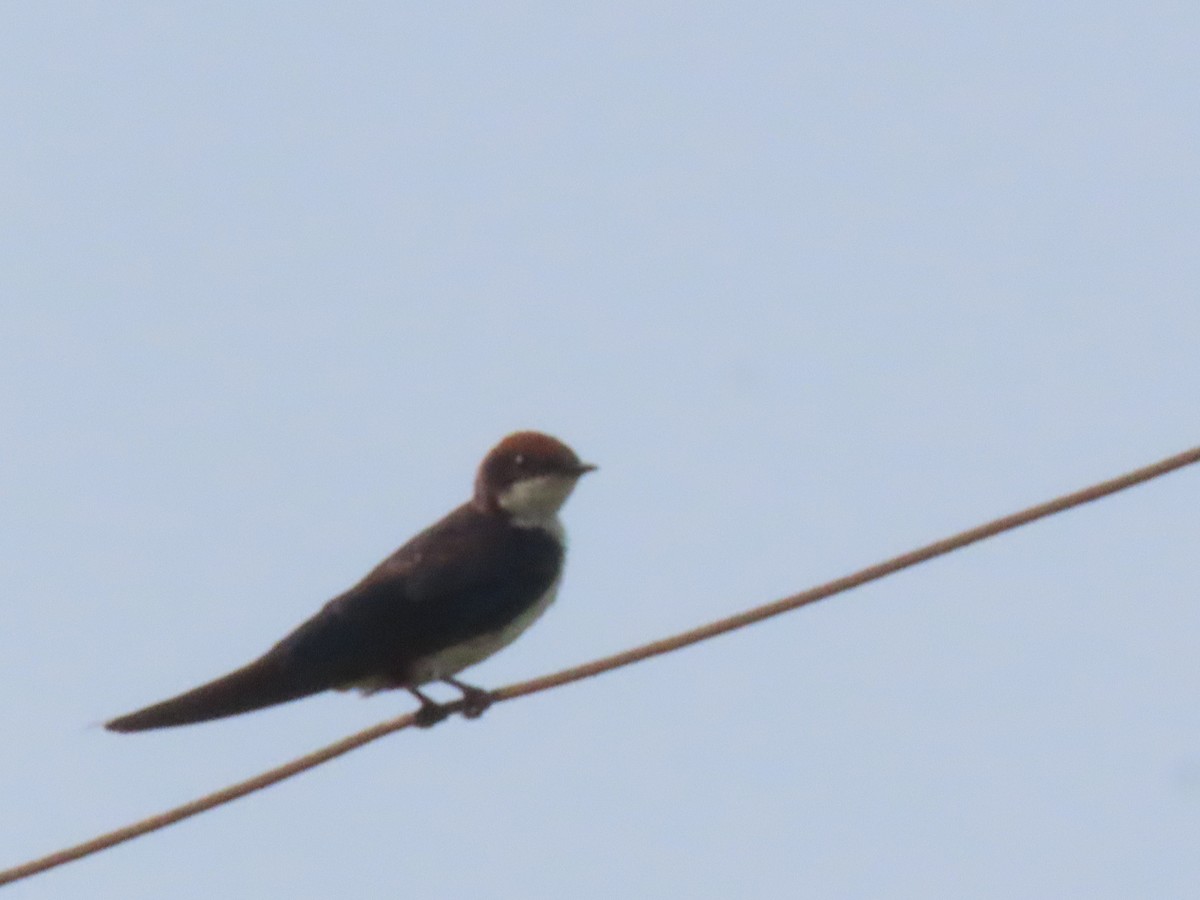 Wire-tailed Swallow - ML636712253