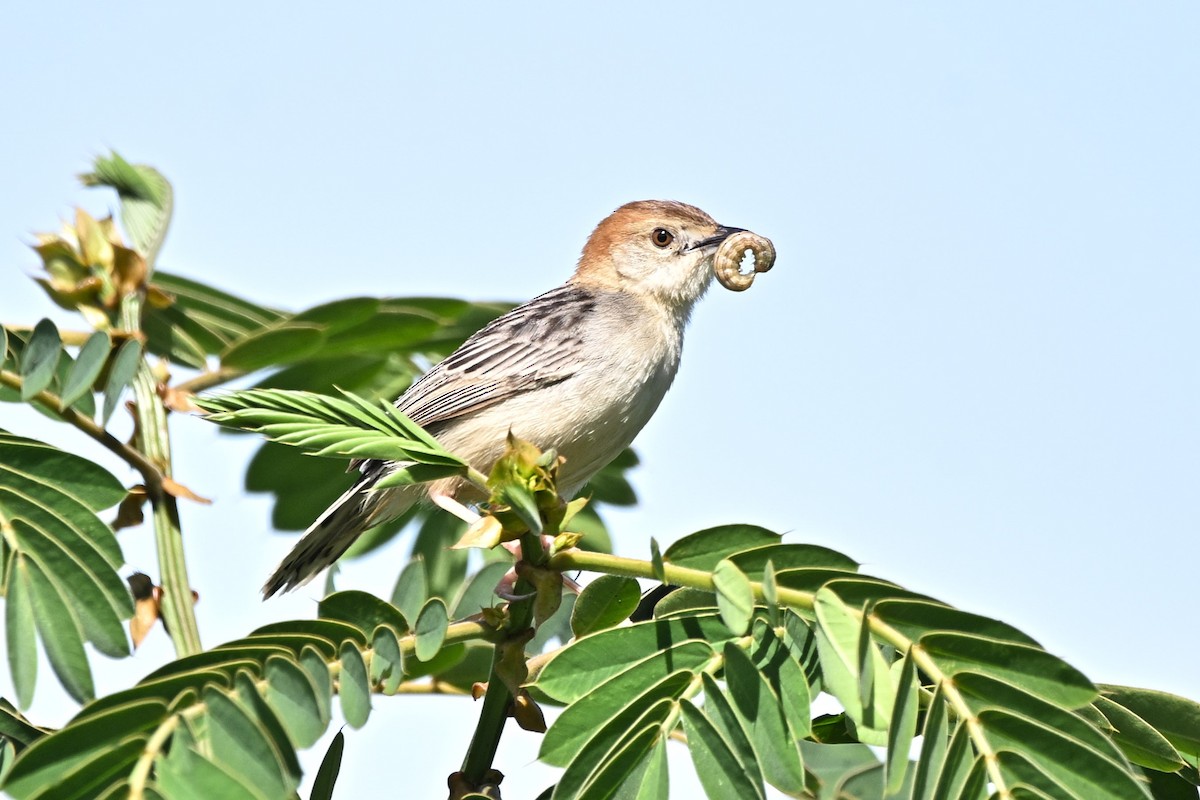 Winding Cisticola - ML636712281