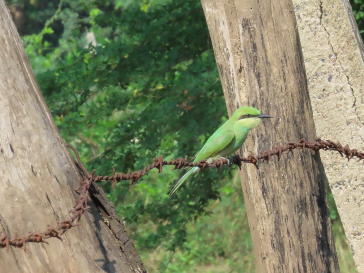 Asian Green Bee-eater - ML636712292