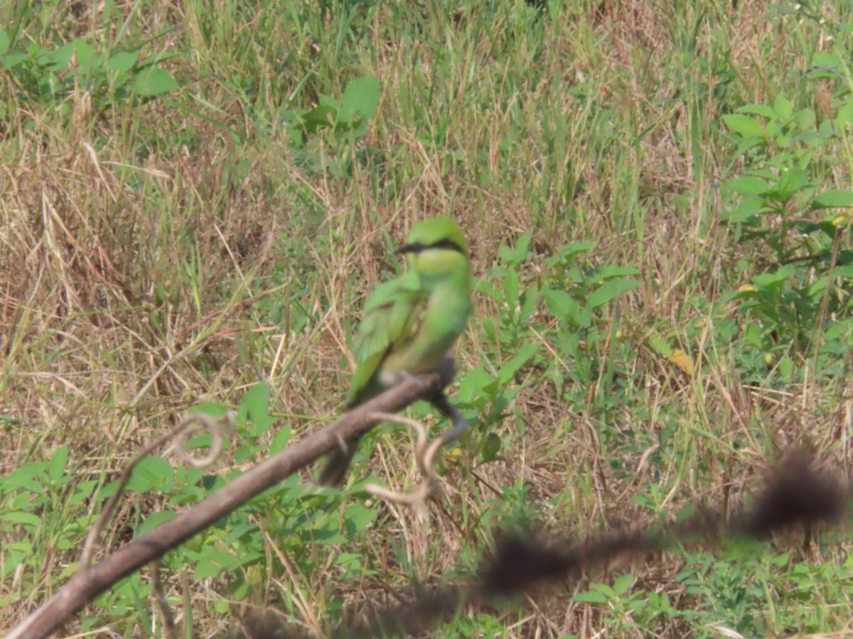 Asian Green Bee-eater - ML636712293