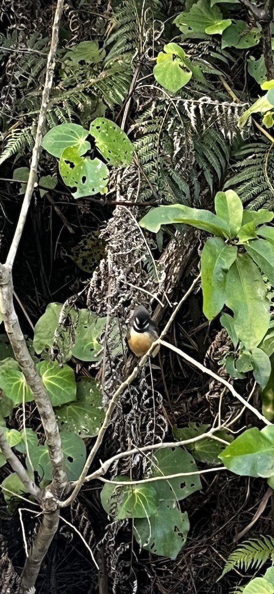 New Zealand Fantail - ML636712296