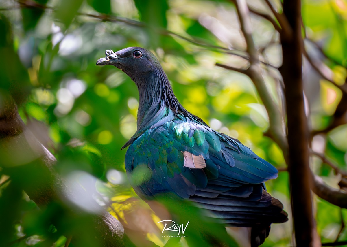 Nicobar Pigeon - ML636712345