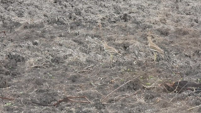 Indian Thick-knee - ML636712358