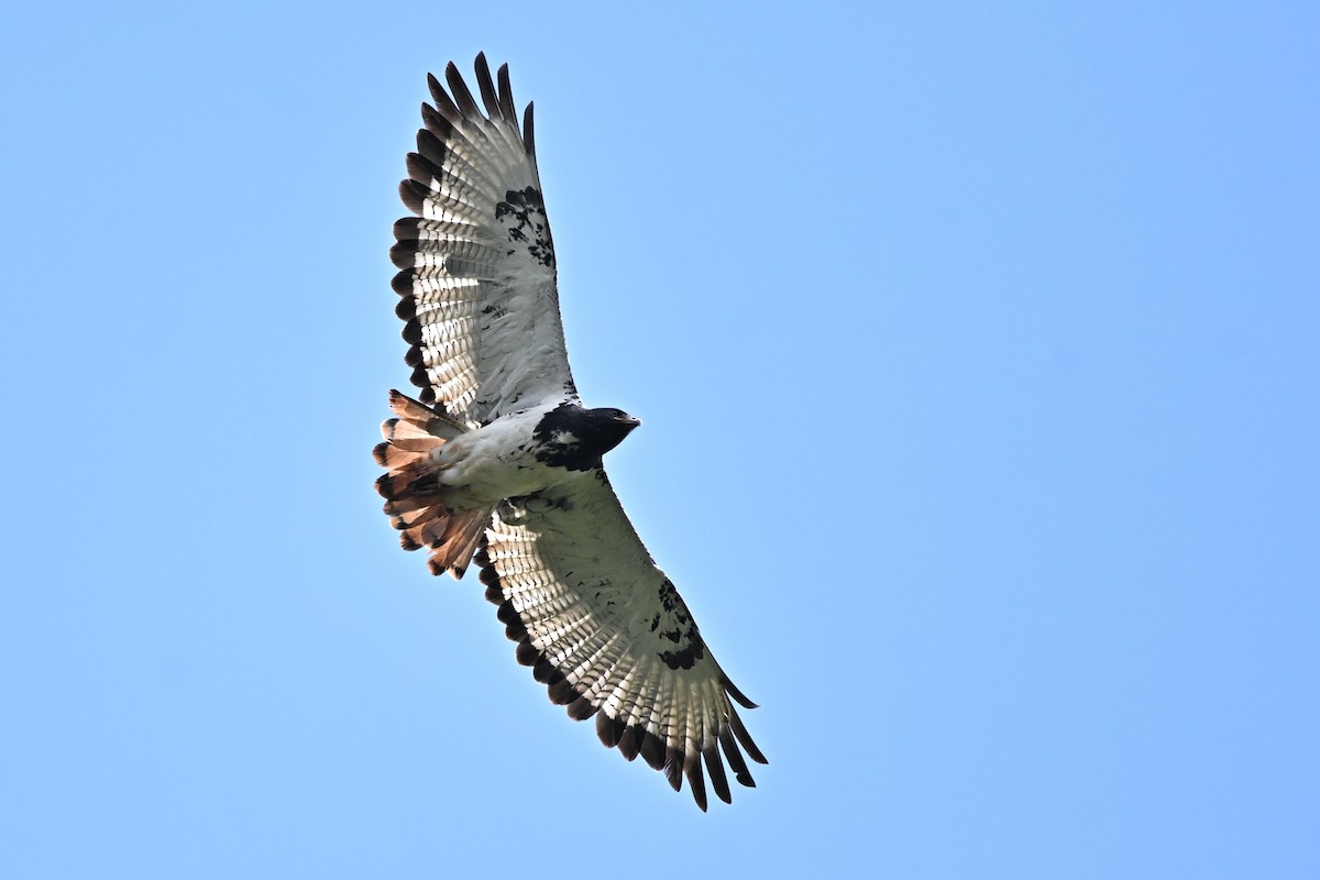 Augur Buzzard - ML636712367