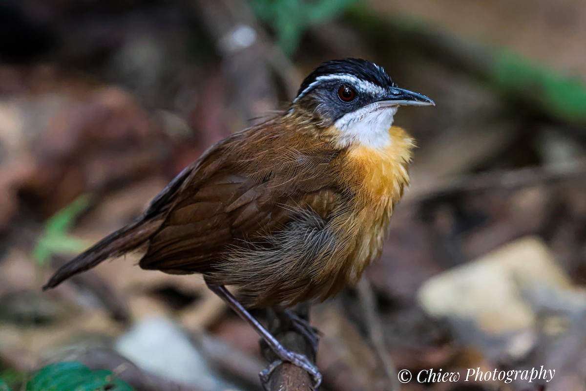 Bornean Black-capped Babbler - ML636712431