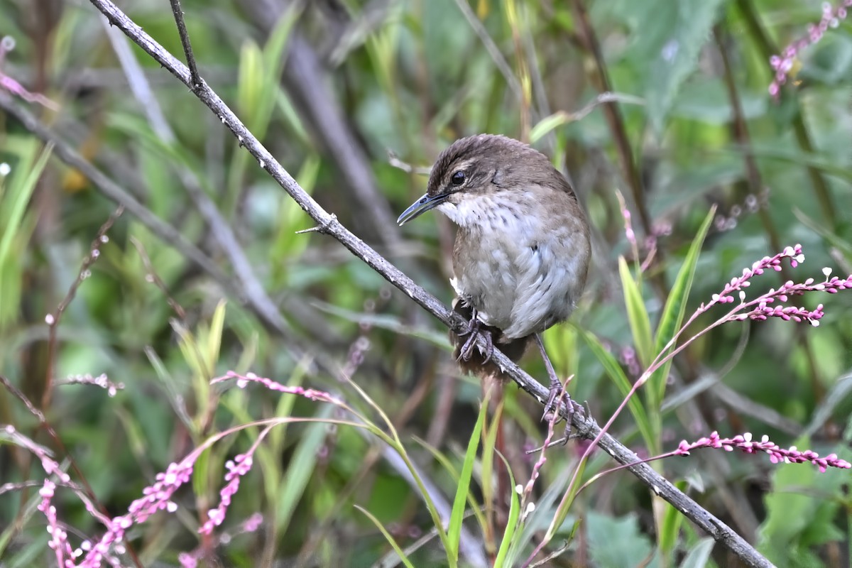 Highland Rush Warbler - ML636712437
