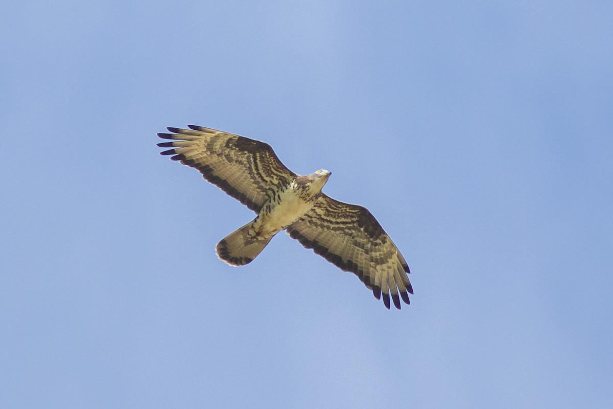 včelojed lesní - ML636712489