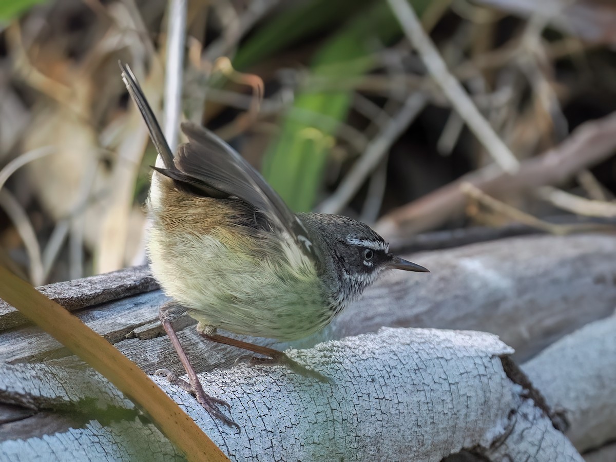 Spotted Scrubwren - ML636712530