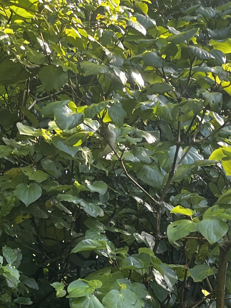 Silvereye - ML636712573