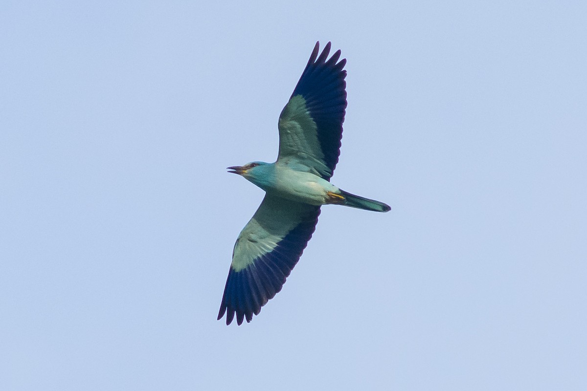 mandelík hajní - ML636712579