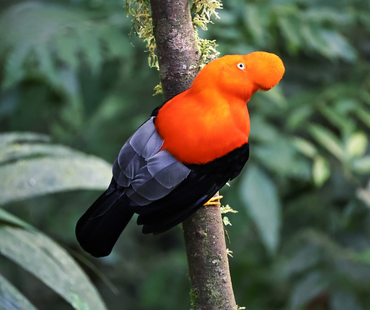 Andean Cock-of-the-rock - ML636712602