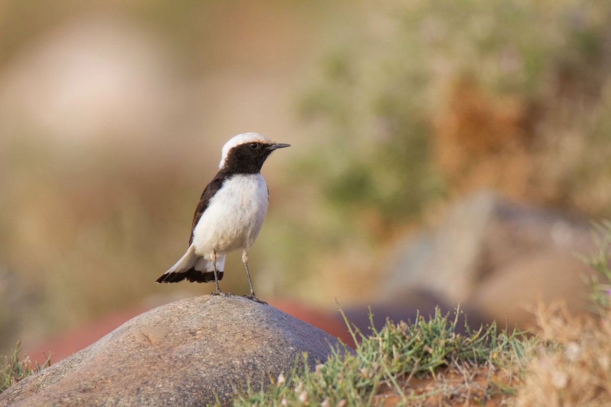 Mourning Wheatear (Maghreb) - ML636712663