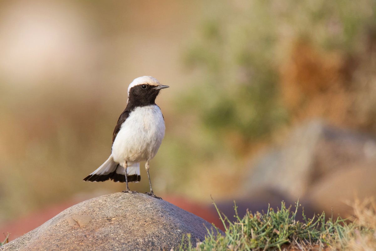 Mourning Wheatear (Maghreb) - ML636712664