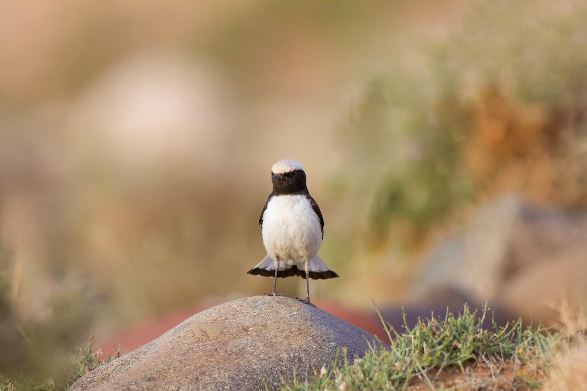 Mourning Wheatear (Maghreb) - ML636712665