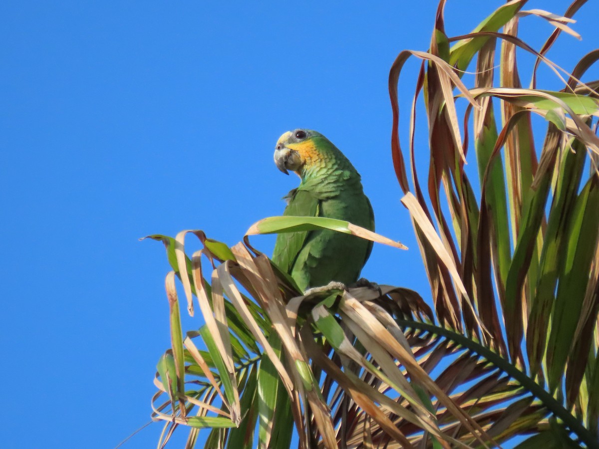 Orange-winged Amazon - ML636712689