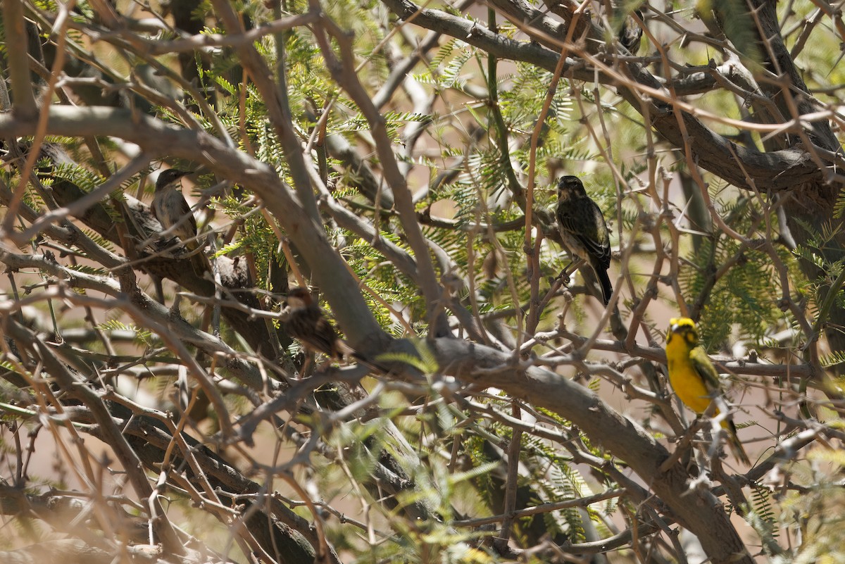 White-throated Canary - ML636712838