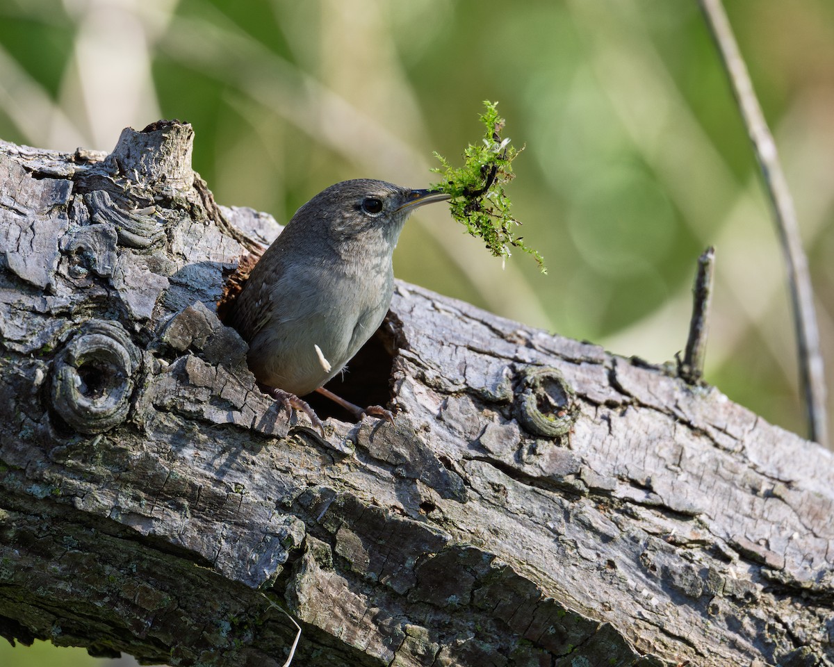 střízlík zahradní - ML636712866