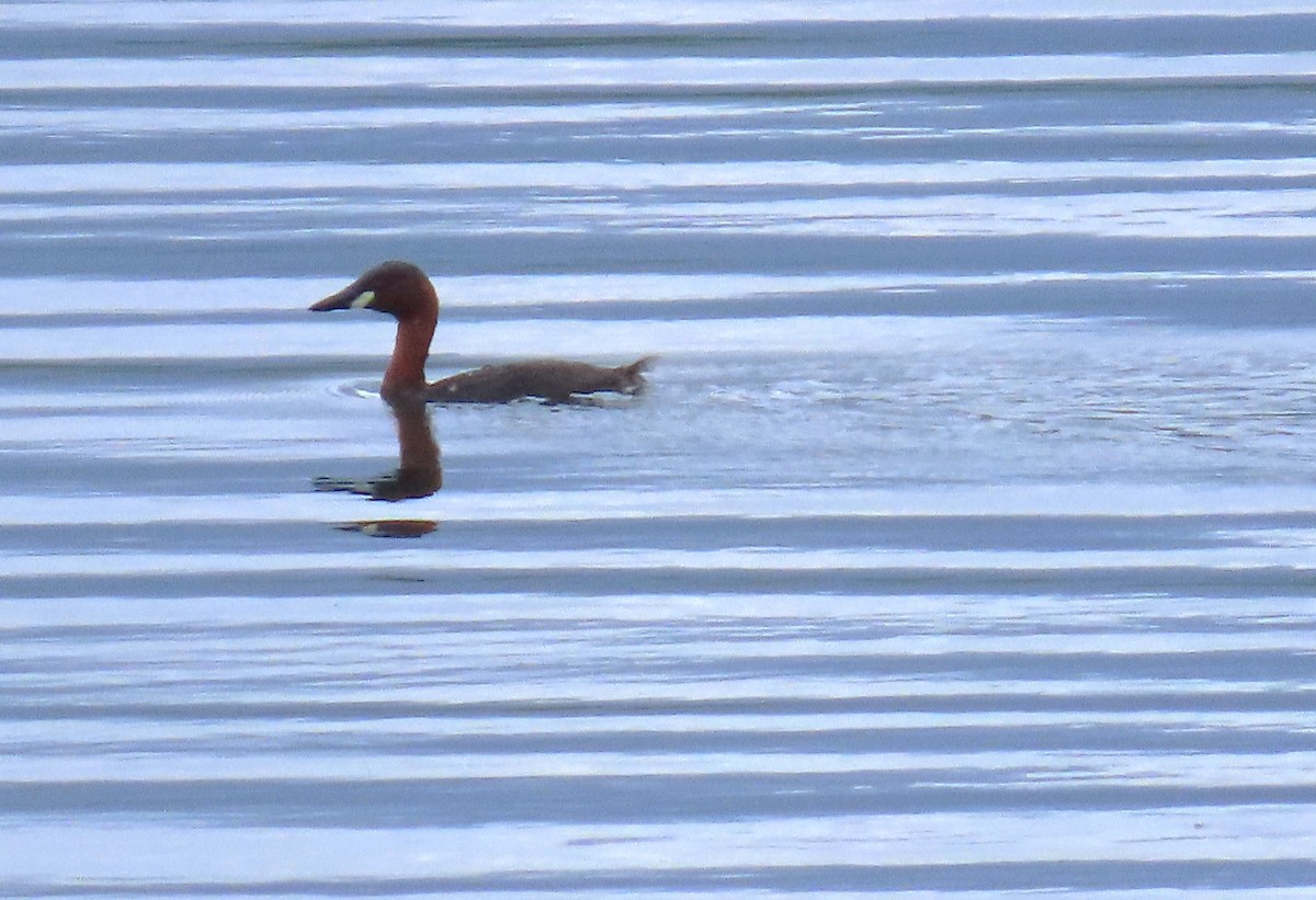 Little Grebe (Tricolored) - ML636712886