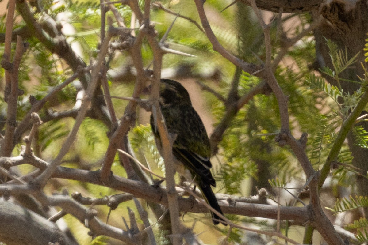 White-throated Canary - ML636713098