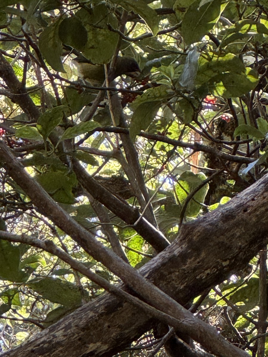 New Zealand Bellbird - ML636713105