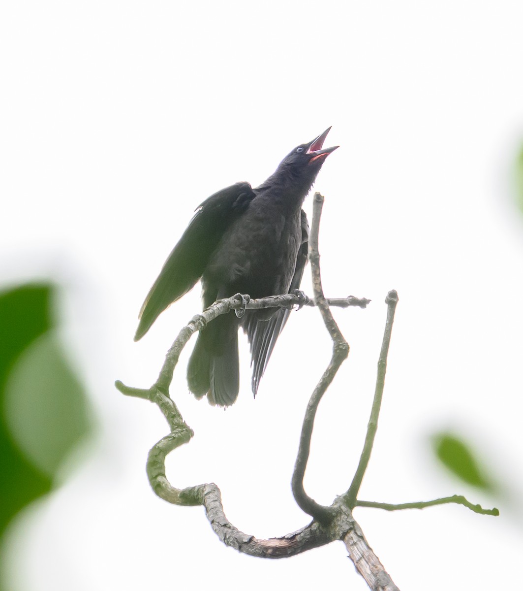 American Crow - ML636713117