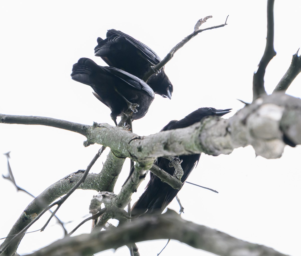 American Crow - ML636713118